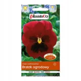 bratek-ogrodowy-czerwony