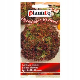 salata-typ-lollorossa
