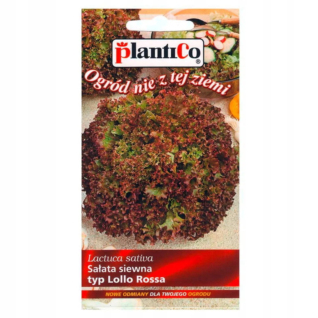 salata-typ-lollorossa