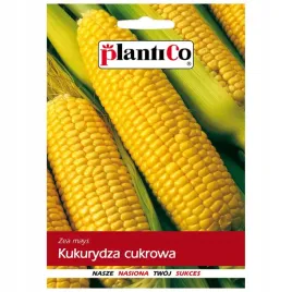 kukurydza-cukrowa