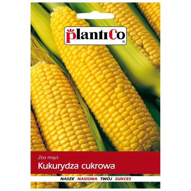 kukurydza-cukrowa-stan-nowy