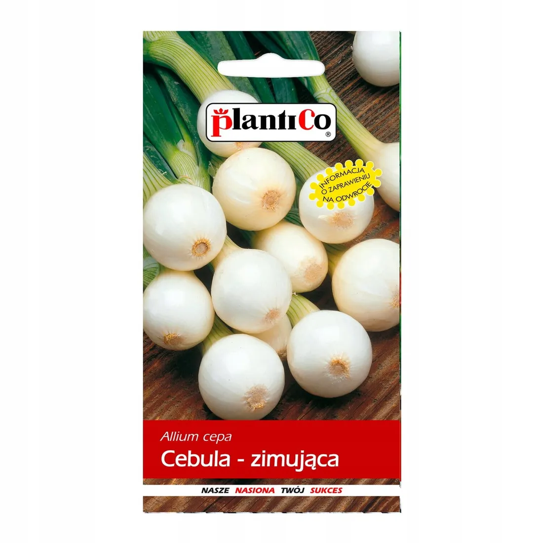 cebula-zimujaca