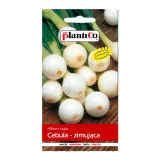 cebula-zimujaca-stan-nowy