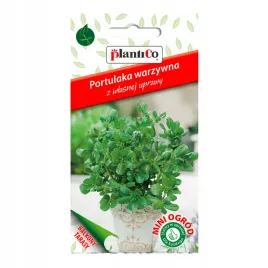 portulaka-warzywna-mini-ogrod