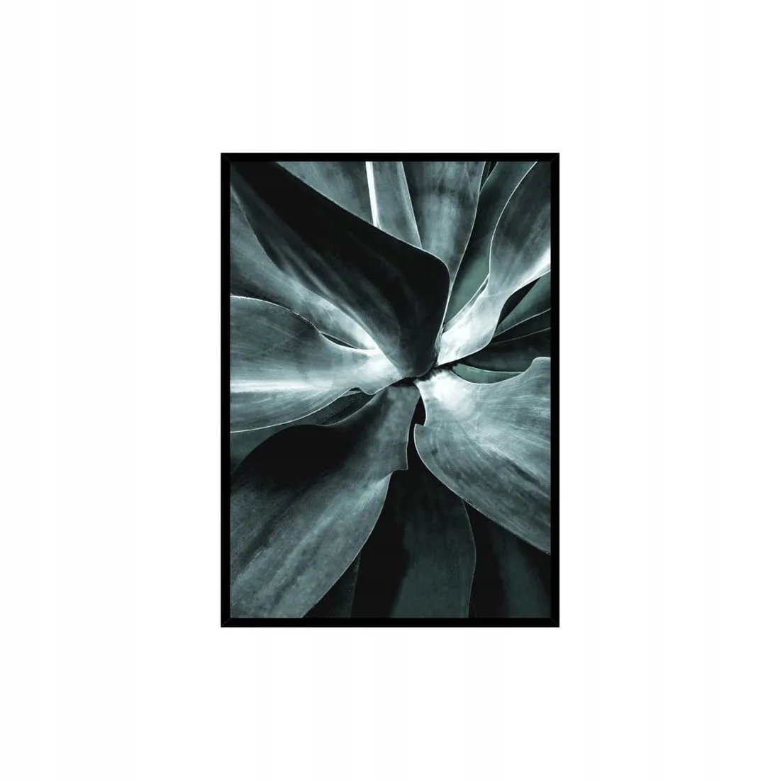 obraz-succulent-50-x-70-cm