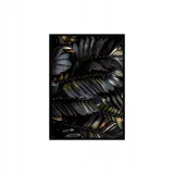 obraz-feather-50-x-70-cm