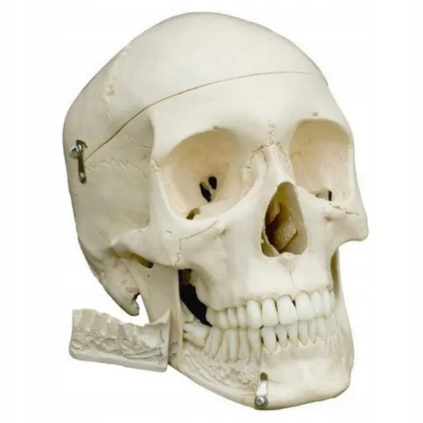 czaszka-anatomiczna-model-3d-1-1-4