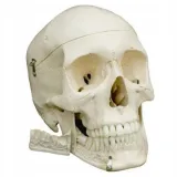 czaszka-anatomiczna-model-3d-1-1-4