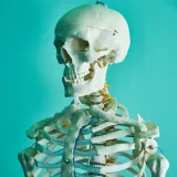czaszka-anatomiczna-model-3d-1-1-4-stan-nowy
