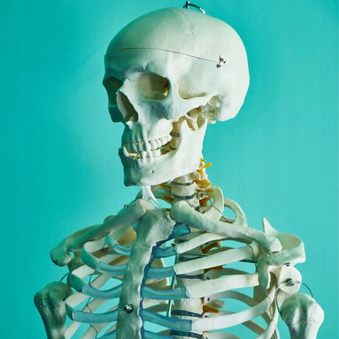 czaszka-anatomiczna-model-3d-1-1-4