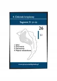 fiszki-anatomiczne-segmenty-kregoslupa-edycja-2-wydawnictwo-inne