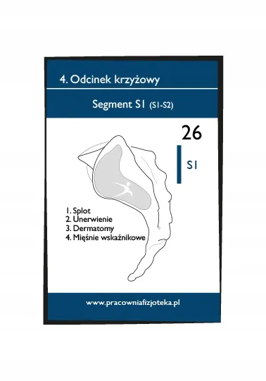 fiszki-anatomiczne-segmenty-kregoslupa-edycja-2-stan-nowy