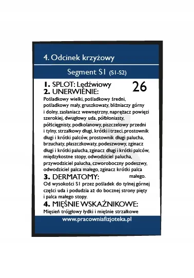 fiszki-anatomiczne-segmenty-kregoslupa-edycja-2-stan-opakowania-oryginalne
