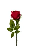 roza-pojedyncza-red-50-87-62-cm-stan-nowy
