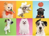 puzzle-500-psy