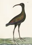 karnet-st378-b6-koperta-apteribis
