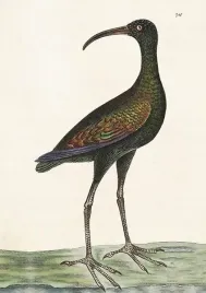 karnet-st378-b6-koperta-apteribis