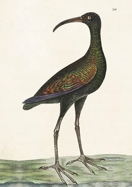 karnet-st378-b6-koperta-apteribis