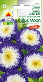 aster-pomponowy-wysoki-blue-moon-05g