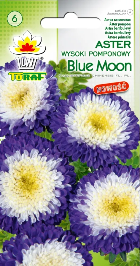 aster-pomponowy-wysoki-blue-moon-05g