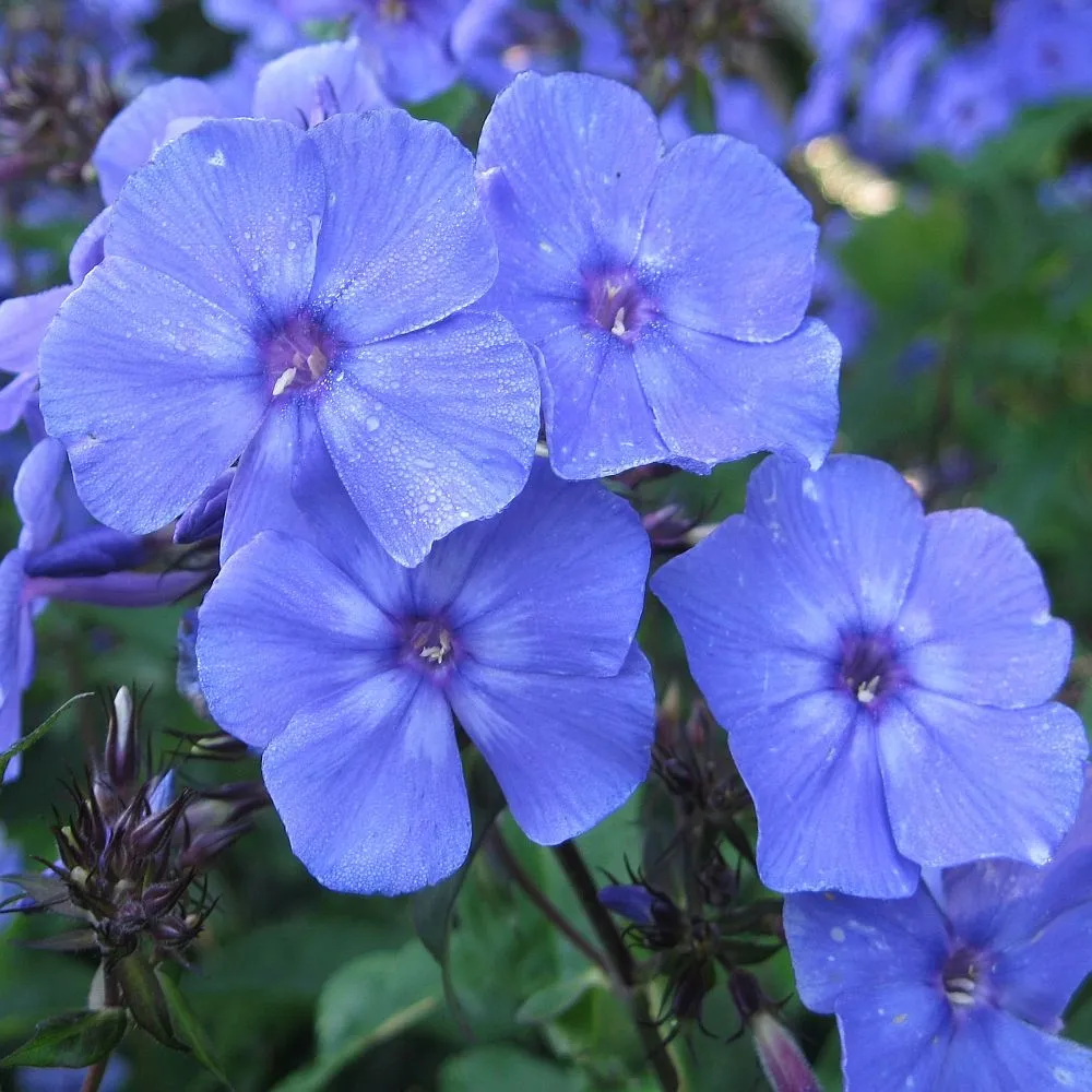 phlox-plomyk-blue-boy-1szt