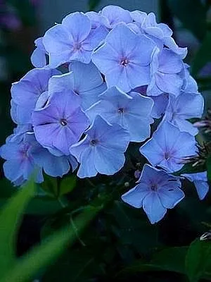 phlox-plomyk-blue-boy-1szt