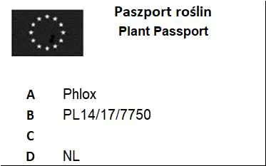 phlox-plomyk-blue-boy-1szt-rodzaj-rosliny-inna-roslina
