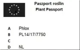 phlox-plomyk-blue-boy-1szt-rodzaj-rosliny-inna-roslina