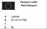 sparaxis-mix-100szt-czas-sadzenia-sadzone-wiosna