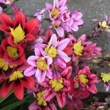 sparaxis-mix-10szt