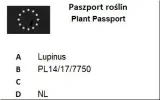 sparaxis-mix-10szt-czas-sadzenia-sadzone-wiosna