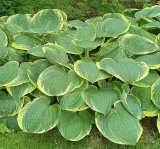 funkia-hosta-austin-dickenson-1szt
