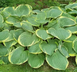 funkia-hosta-austin-dickenson-1szt