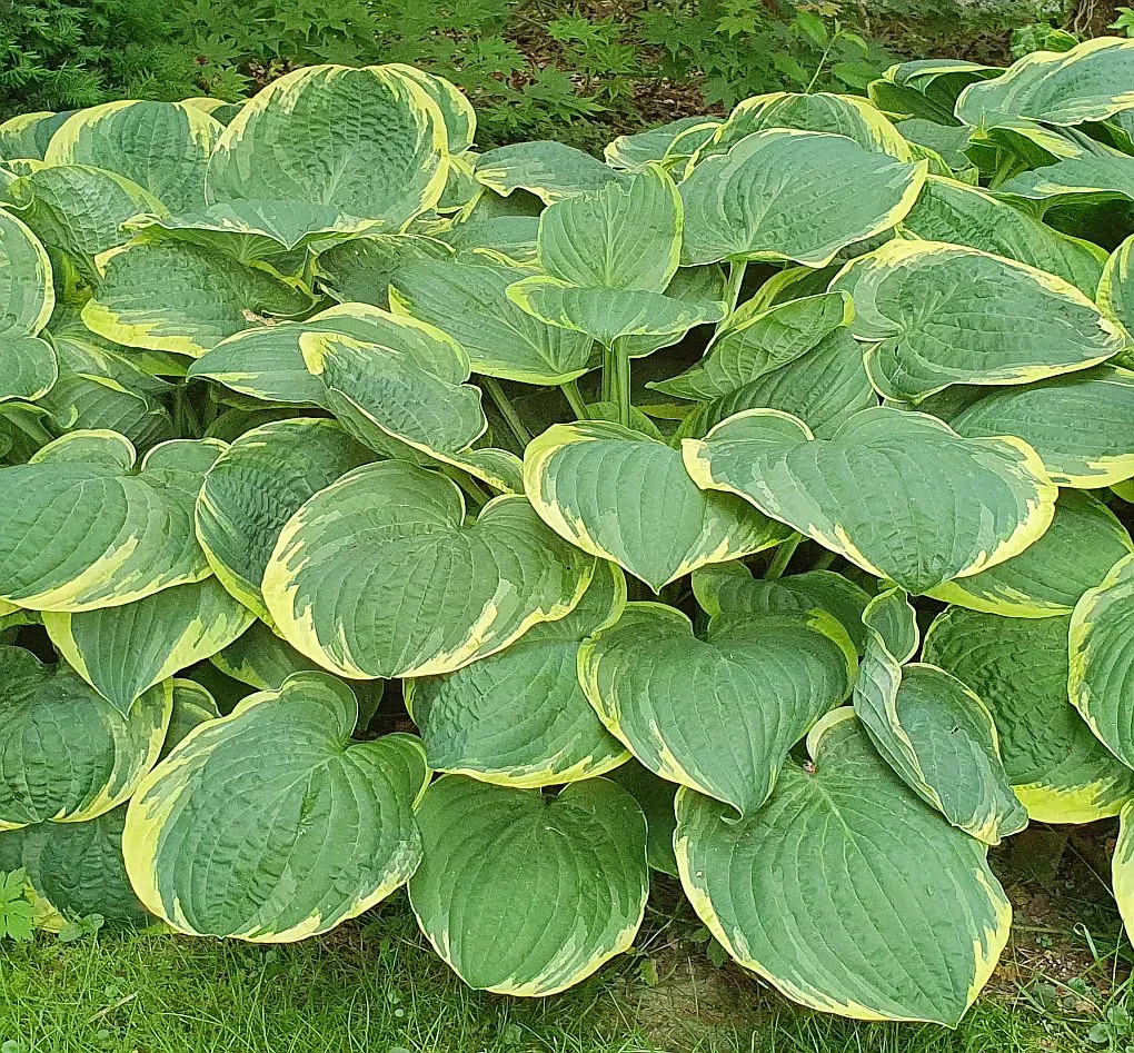 funkia-hosta-austin-dickenson-1szt