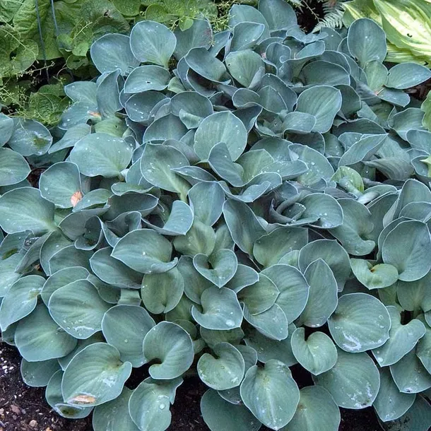 funkia-hosta-blue-mouse-ears-1szt
