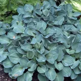 funkia-hosta-blue-mouse-ears-1szt