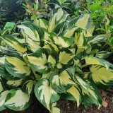 funkia-hosta-whirlwind-1szt