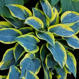 funkia-first-frost-1szt