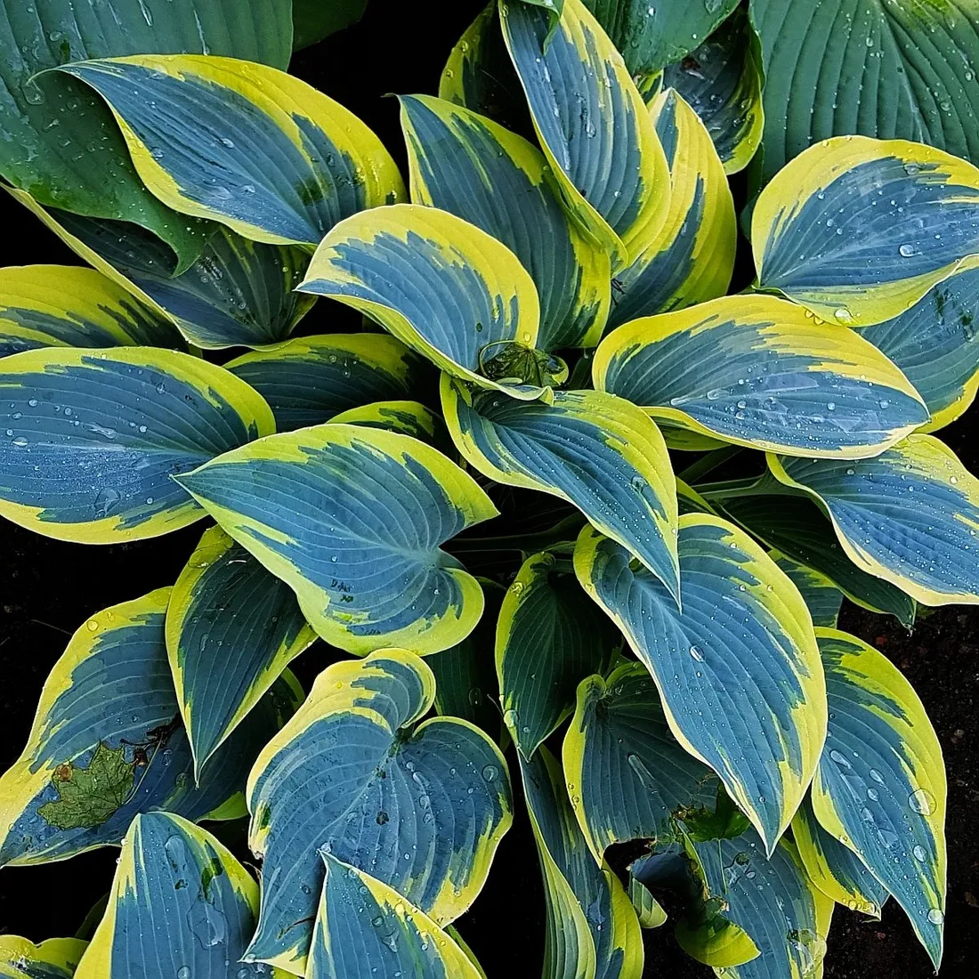 funkia-first-frost-1szt