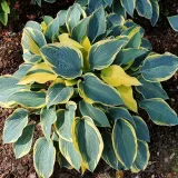 funkia-first-frost-1szt-kolor-kwiatow-roznobarwne-inny-kolor