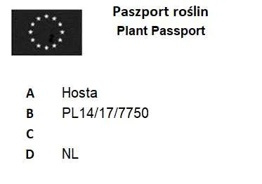 funkia-first-frost-1szt-rodzaj-rosliny-hosty-funkie
