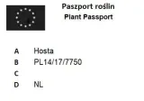 funkia-first-frost-1szt-rodzaj-rosliny-hosty-funkie