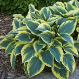 funkia-mini-frost-1szt-czas-sadzenia-sadzone-wiosna