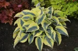 funkia-mini-frost-1szt-kolor-kwiatow-roznobarwne-inny-kolor