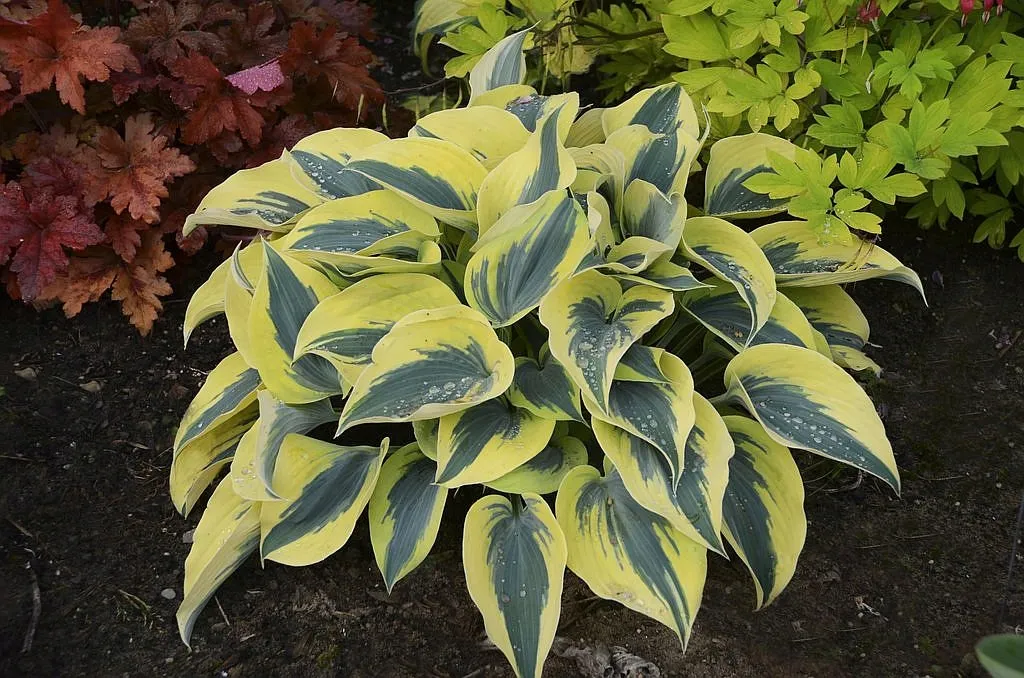 funkia-mini-frost-1szt