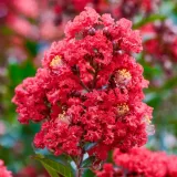 lagerstroemia-bez-poludnia-petite-red-p9-rodzaj-rosliny-inny