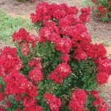 lagerstroemia-bez-poludnia-petite-red-p9-rodzaj-rosliny-inny