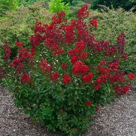 lagerstroemia-bez-poludnia-petite-red-p9-rodzaj-rosliny-inny