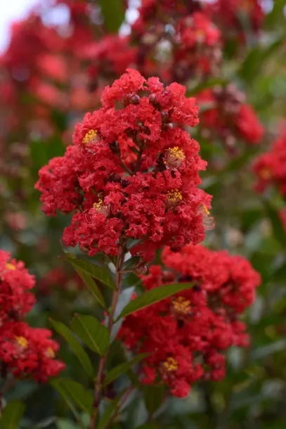 lagerstroemia-bez-poludnia-petite-red-p9-rodzaj-rosliny-inny