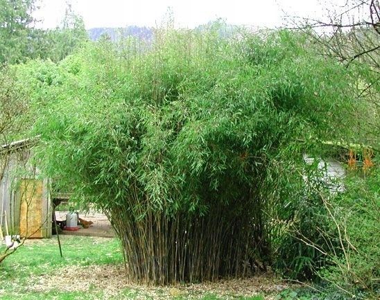 Bambus Fargesia Olbrzymia Pingwu Cm C Erli Pl
